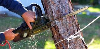 How Our Tree Care Process Works  in  Wellington, TX