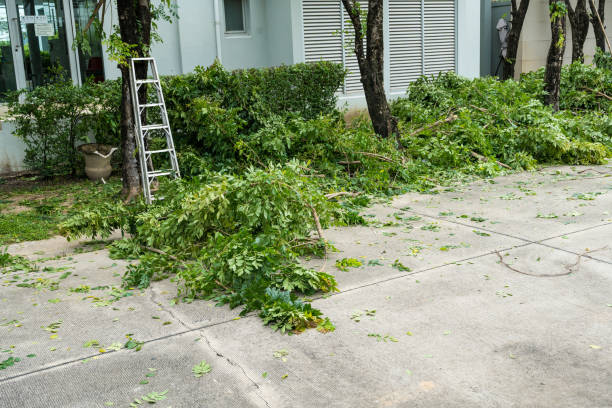 Best Tree Maintenance Programs  in Wellington, TX